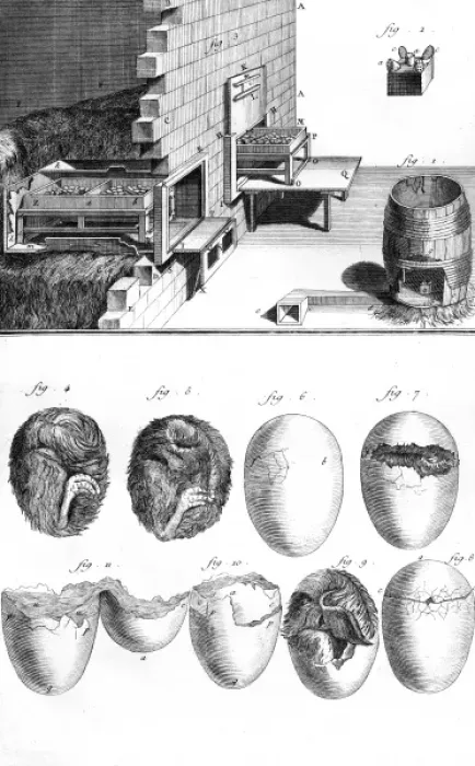 Framed Print : Chick in Egg / 18th C Framed Print : Chick in Egg / 18th C