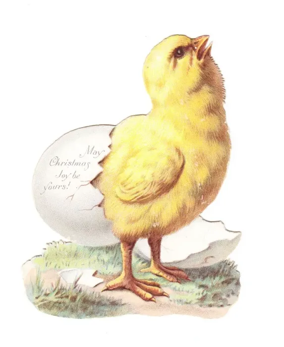 Framed Print : Chick hatching on a cutout Christmas card Framed Print : Chick hatching on a cutout Christmas card