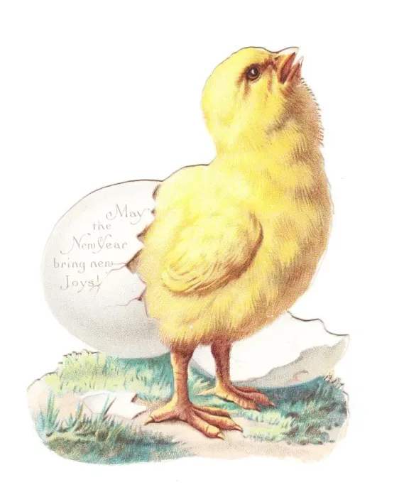 Framed Print : Chick hatching on a cutout New Year card Framed Print : Chick hatching on a cutout New Year card
