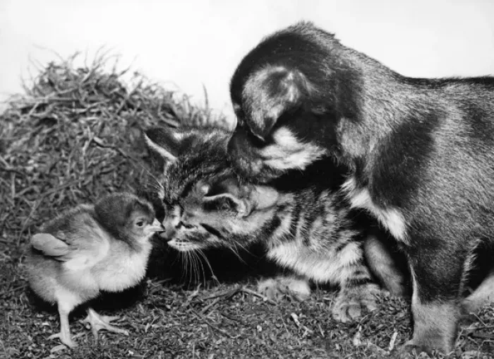 Framed Print : Chick, Kitten and Pup Framed Print : Chick, Kitten and Pup