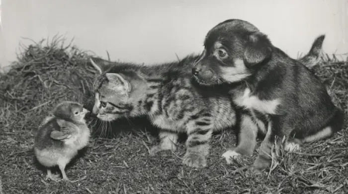 Framed Print : Chick, puppy and tabby kitten Framed Print : Chick, puppy and tabby kitten