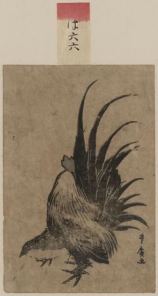 Chicken. Date between 1804 and 1818