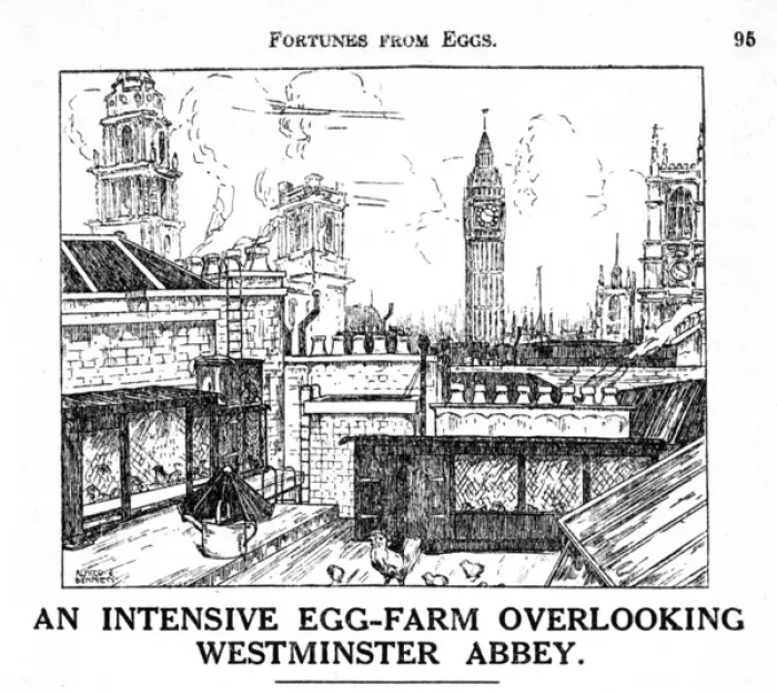 Framed Print : Chicken farm, central London Framed Print : Chicken farm, central London