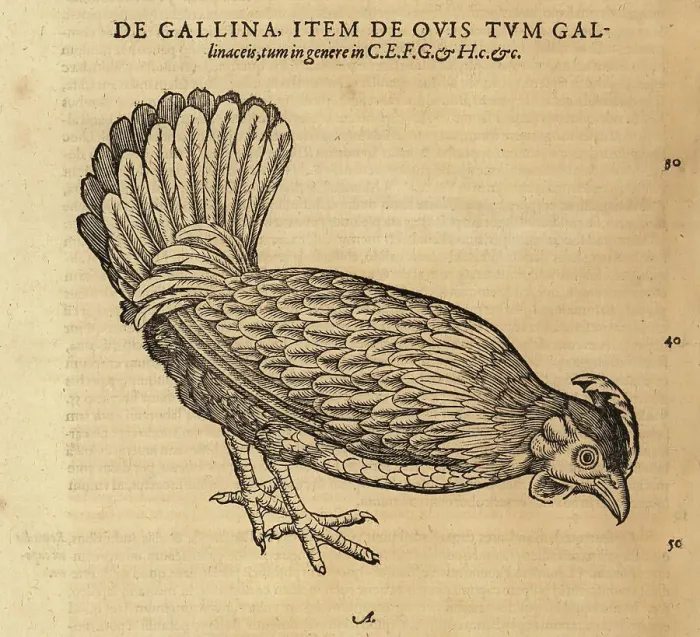 Framed Print : Chicken or hen, Gallus domestica Framed Print : Chicken or hen, Gallus domestica