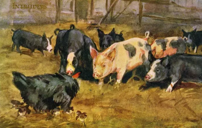 Framed Print : Chicken & pigs Framed Print : Chicken & pigs