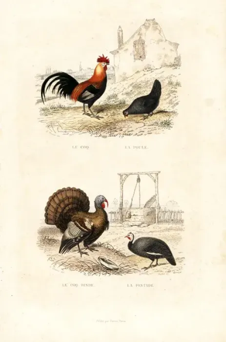 Framed Print : Chickens, wild turkey and guineafowl Framed Print : Chickens, wild turkey and guineafowl