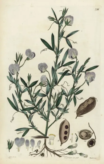 Framed Print : Chickling pea, subterranean lathyrus or earth-pea Framed Print : Chickling pea, subterranean lathyrus or earth-pea