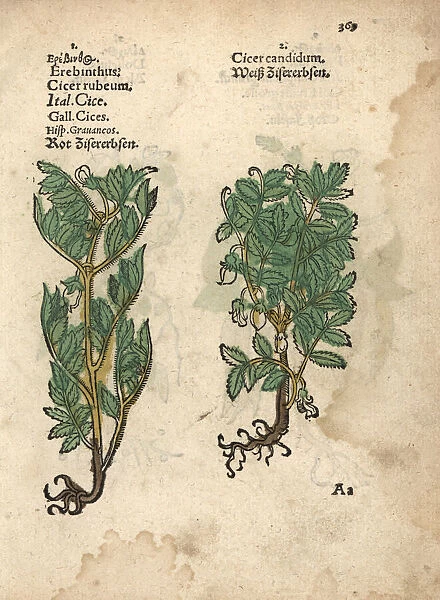Chickpea or garbanzo varieties, Cicer arietinum