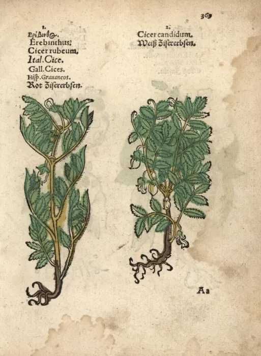 Framed Print : Chickpea or garbanzo varieties, Cicer arietinum Framed Print : Chickpea or garbanzo varieties, Cicer arietinum