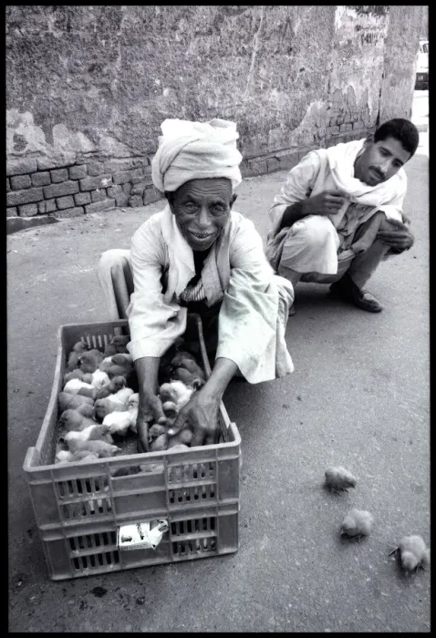 Framed Print : Chicks in street, Cairo, Egypt. Date: 1980s Framed Print : Chicks in street, Cairo, Egypt. Date: 1980s