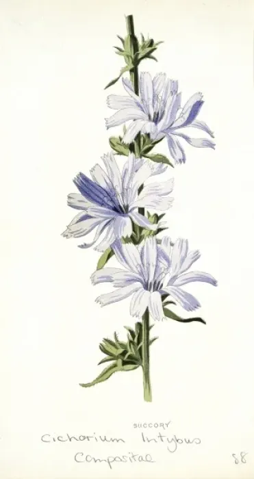 Framed Print : Chicorium intybus, chicory Framed Print : Chicorium intybus, chicory