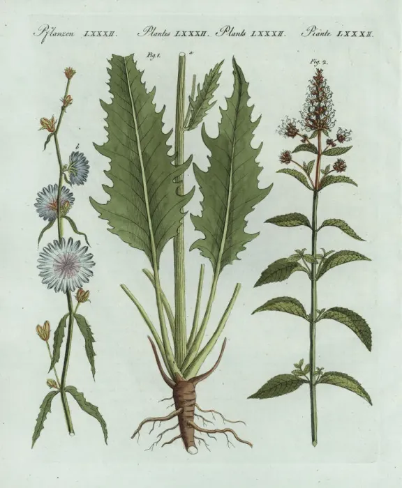Framed Print : Chicory and peppermint Framed Print : Chicory and peppermint