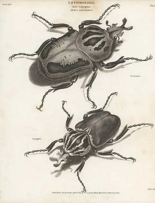 Framed Print : Chief goliath and goliath beetle Framed Print : Chief goliath and goliath beetle