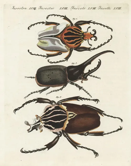 Framed Print : Chief goliath and Hercules beetles Framed Print : Chief goliath and Hercules beetles