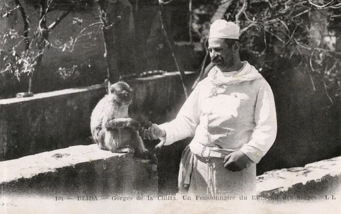 Framed Print : Chiffa, Blida, Algeria - Chef feeds an Old Barbary Macaque Framed Print : Chiffa, Blida, Algeria - Chef feeds an Old Barbary Macaque