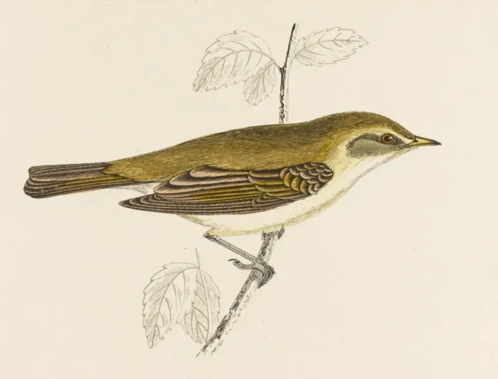 Framed Print : Chiffchaff (Morris) Framed Print : Chiffchaff (Morris)