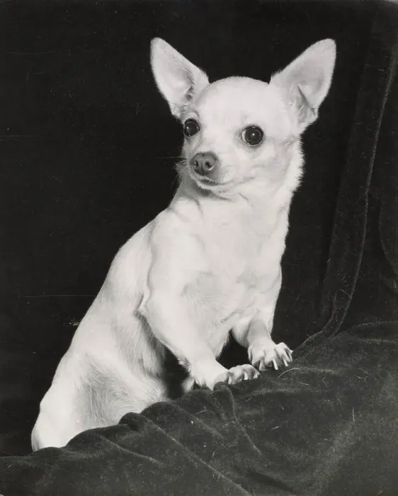 Framed Print : Chihuahua dog Date: 1950s Framed Print : Chihuahua dog Date: 1950s