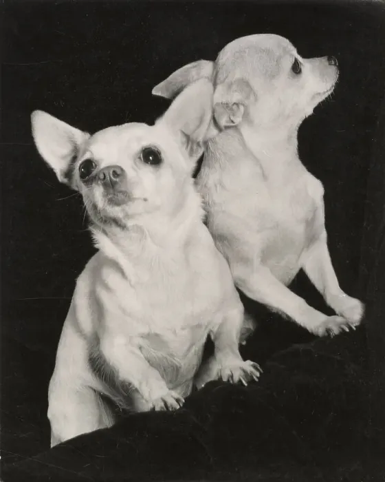 Framed Print : Two Chihuahua dogs Date: 1950s Framed Print : Two Chihuahua dogs Date: 1950s