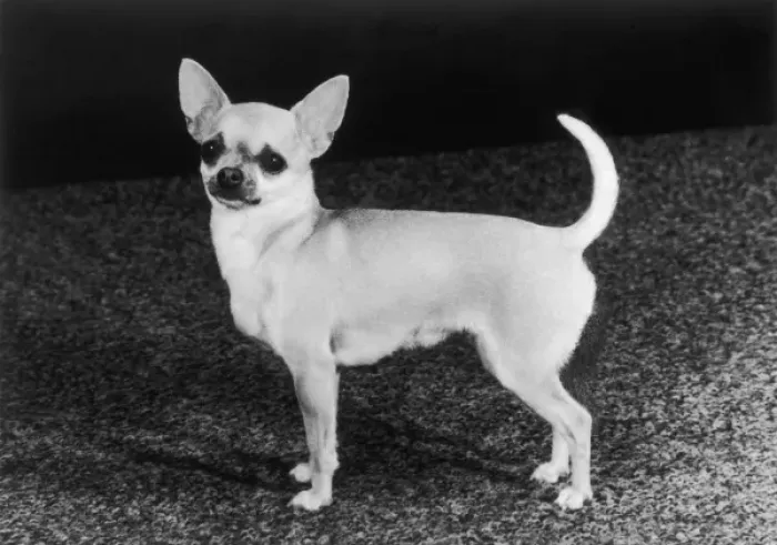 Framed Print : Chihuahua Molimor Talentina Framed Print : Chihuahua Molimor Talentina