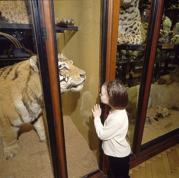 Child looking at a tiger exhibit
