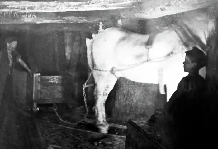 Framed Print : A child miner with a pit pony in an English coal mine Framed Print : A child miner with a pit pony in an English coal mine