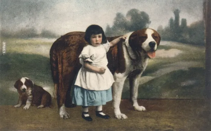 Framed Print : Child and St Bernards Framed Print : Child and St Bernards
