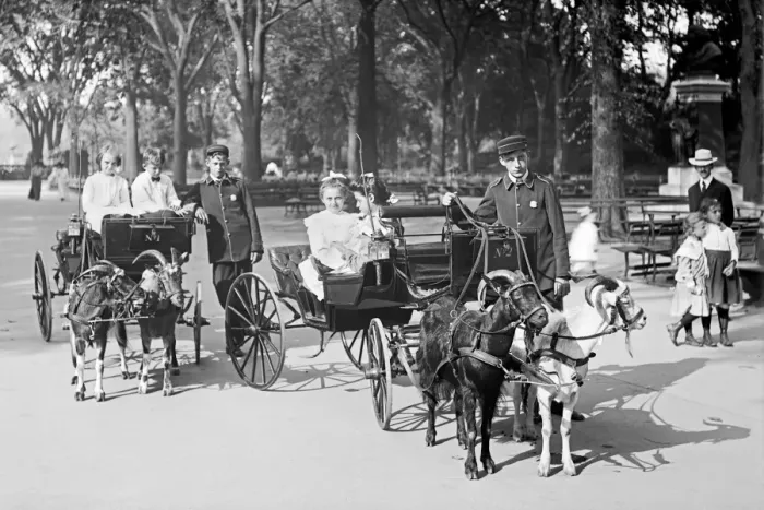 Framed Print : Children in Central Park, riding goat carriages in the park Framed Print : Children in Central Park, riding goat carriages in the park