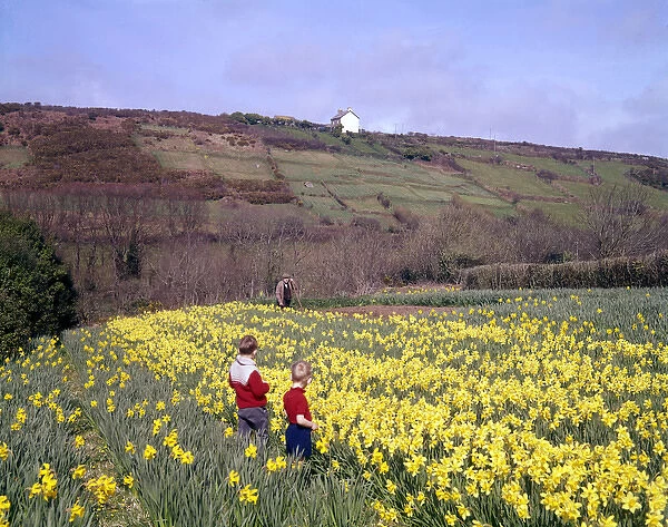 Children and daffodils at Portscatho, Cornwall