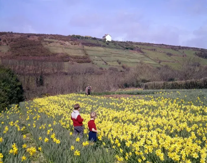 Framed Print : Children and daffodils at Portscatho, Cornwall Framed Print : Children and daffodils at Portscatho, Cornwall