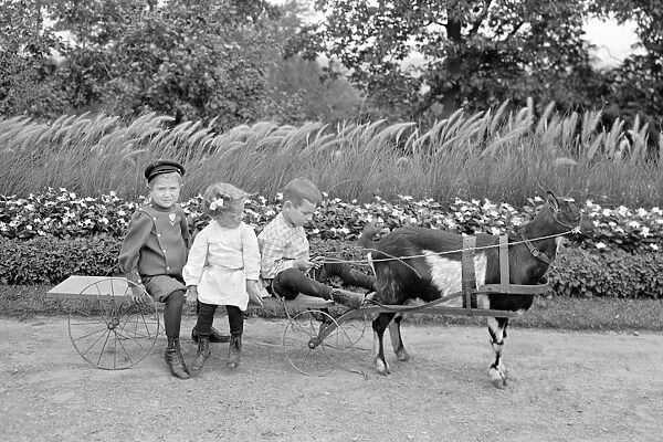 Children riding a Goat team and carriage, Highland Park, Roc