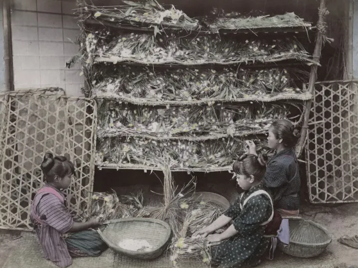 Framed Print : Children working with silk worms, Japan Framed Print : Children working with silk worms, Japan