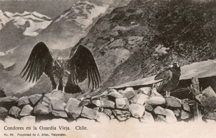 Framed Print : Chile - Condors - The Old Guard Framed Print : Chile - Condors - The Old Guard