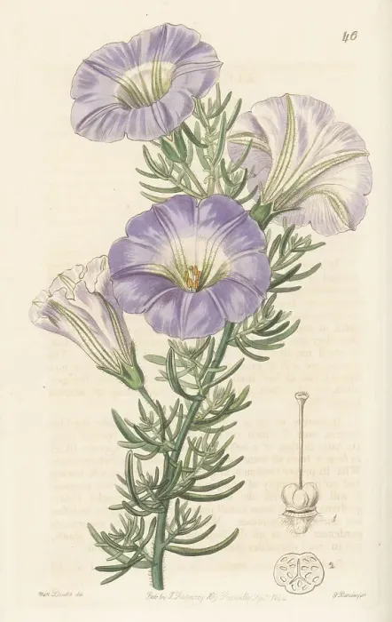 Framed Print : Chilean bell flower, Nolana coelestis Framed Print : Chilean bell flower, Nolana coelestis