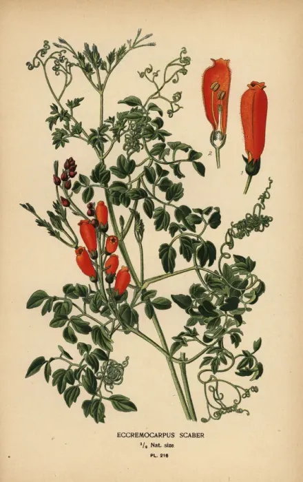 Framed Print : Chilean glory-flower, Eccremocarpus scaber Framed Print : Chilean glory-flower, Eccremocarpus scaber