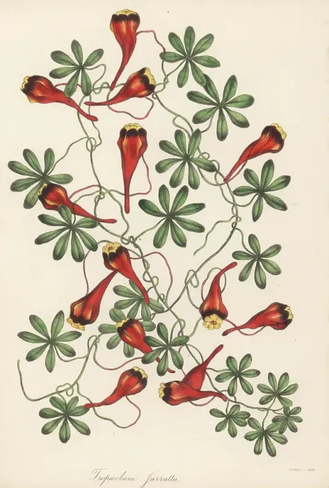 Framed Print : Chilean nasturtium, Tropaeolum tricolor Framed Print : Chilean nasturtium, Tropaeolum tricolor