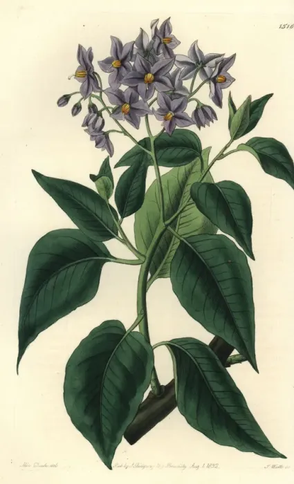 Framed Print : Chilean potato tree, Solanum crispum Framed Print : Chilean potato tree, Solanum crispum