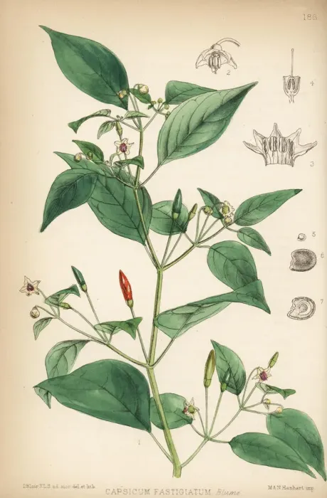 Framed Print : Chili pepper, Capsicum annuum Framed Print : Chili pepper, Capsicum annuum