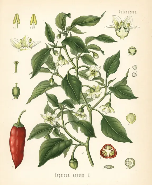 Framed Print : Chili pepper, Capsicum annuum Framed Print : Chili pepper, Capsicum annuum