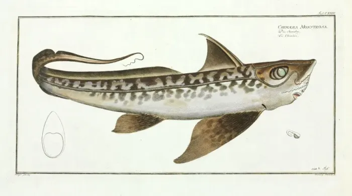 Framed Print : Chimaera monstrosa Framed Print : Chimaera monstrosa