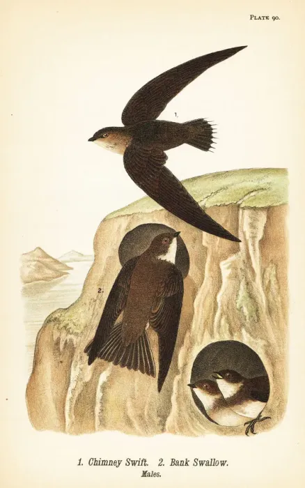 Framed Print : Chimney swift and bank swallow Framed Print : Chimney swift and bank swallow