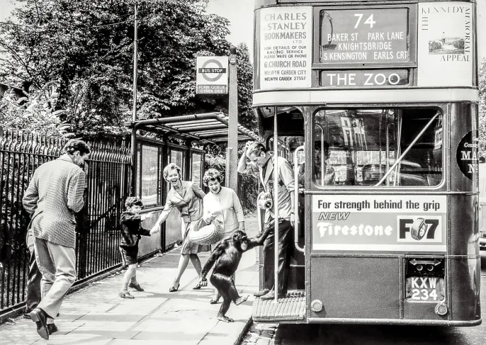 Framed Print : Chimpanzee boarding London bus Framed Print : Chimpanzee boarding London bus