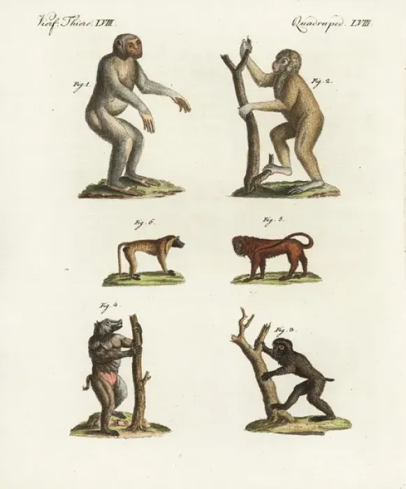Framed Print : Chimpanzee, Bornean orang utan, and baboons Framed Print : Chimpanzee, Bornean orang utan, and baboons