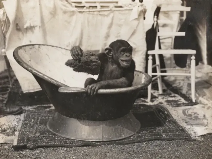 Framed Print : Chimpanzee at Earls Court Exhibition Framed Print : Chimpanzee at Earls Court Exhibition