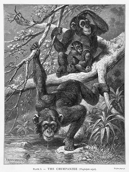 Chimpanzee Family. (pan troglodytes) A family of chimpanzees