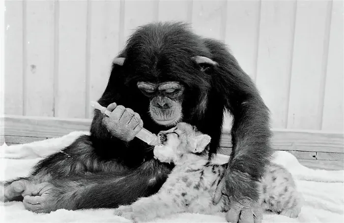 Framed Print : Chimpanzee feeding milk to a lion cub. Date: circa 1960s Framed Print : Chimpanzee feeding milk to a lion cub. Date: circa 1960s