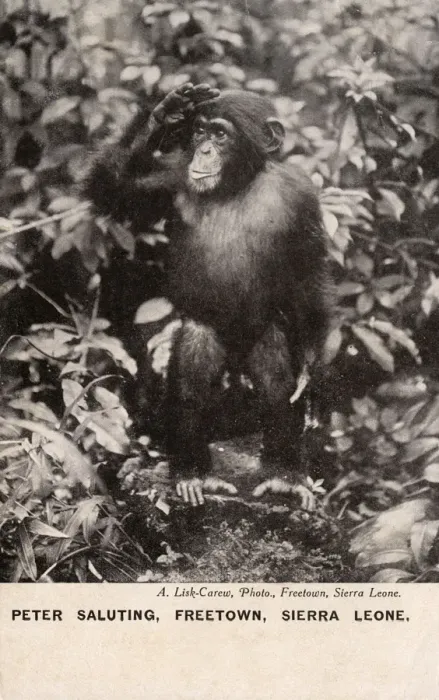 Framed Print : Chimpanzee, Freetown, Sierra Leone, West Africa Framed Print : Chimpanzee, Freetown, Sierra Leone, West Africa