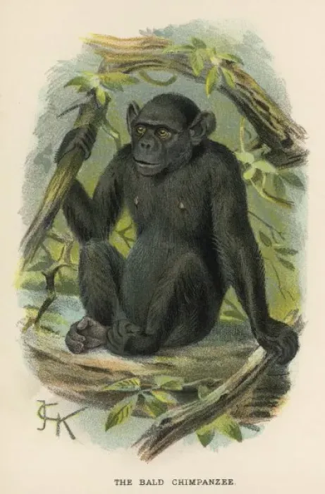 Framed Print : Chimpanzee / Jck Illus Framed Print : Chimpanzee / Jck Illus