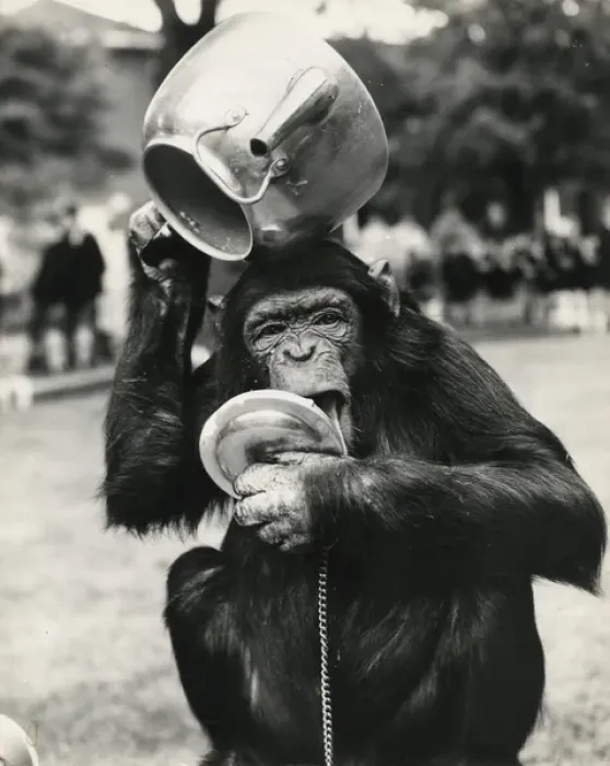 Framed Print : Chimpanzee with metal teapot Framed Print : Chimpanzee with metal teapot