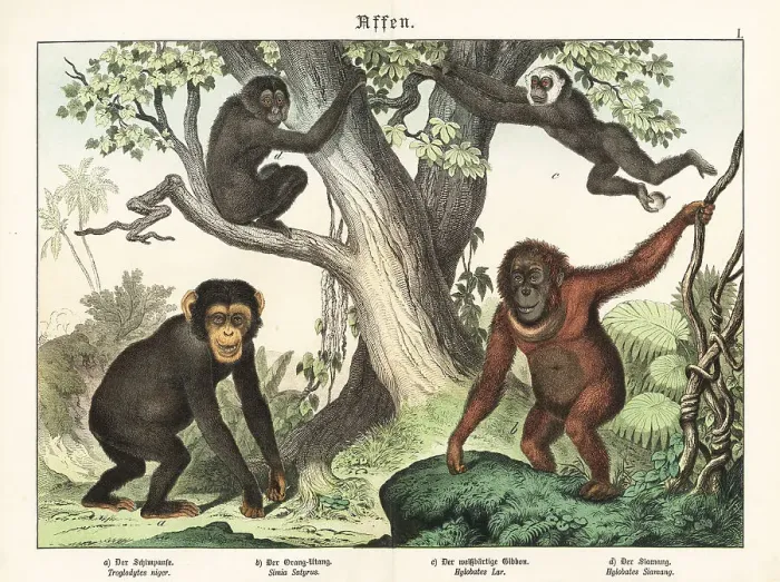 Framed Print : Chimpanzee, orangutan, gibbon and siamang Framed Print : Chimpanzee, orangutan, gibbon and siamang