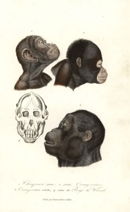 Framed Print : Chimpanzee and orangutan heads Framed Print : Chimpanzee and orangutan heads